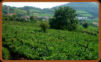 scorcio di vista sulla tenuta di gambellara